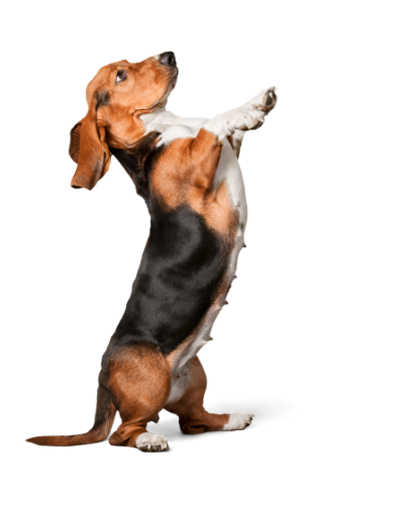Cachorro
