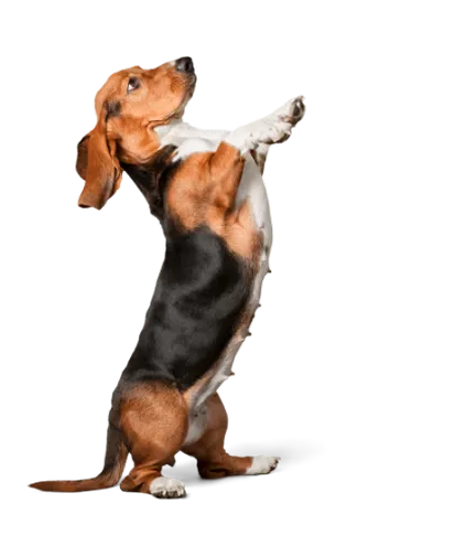 Cachorro