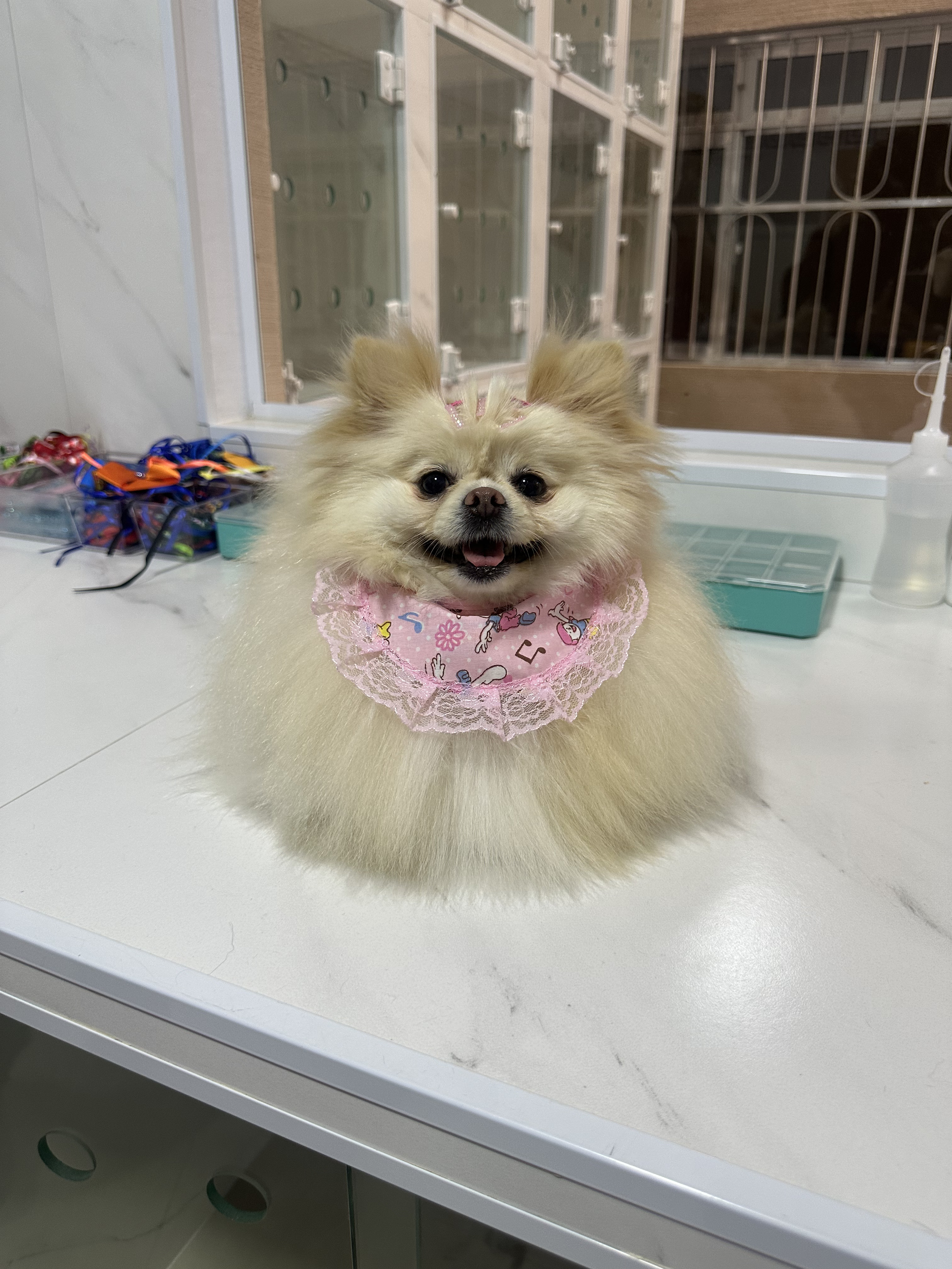 Pet 2