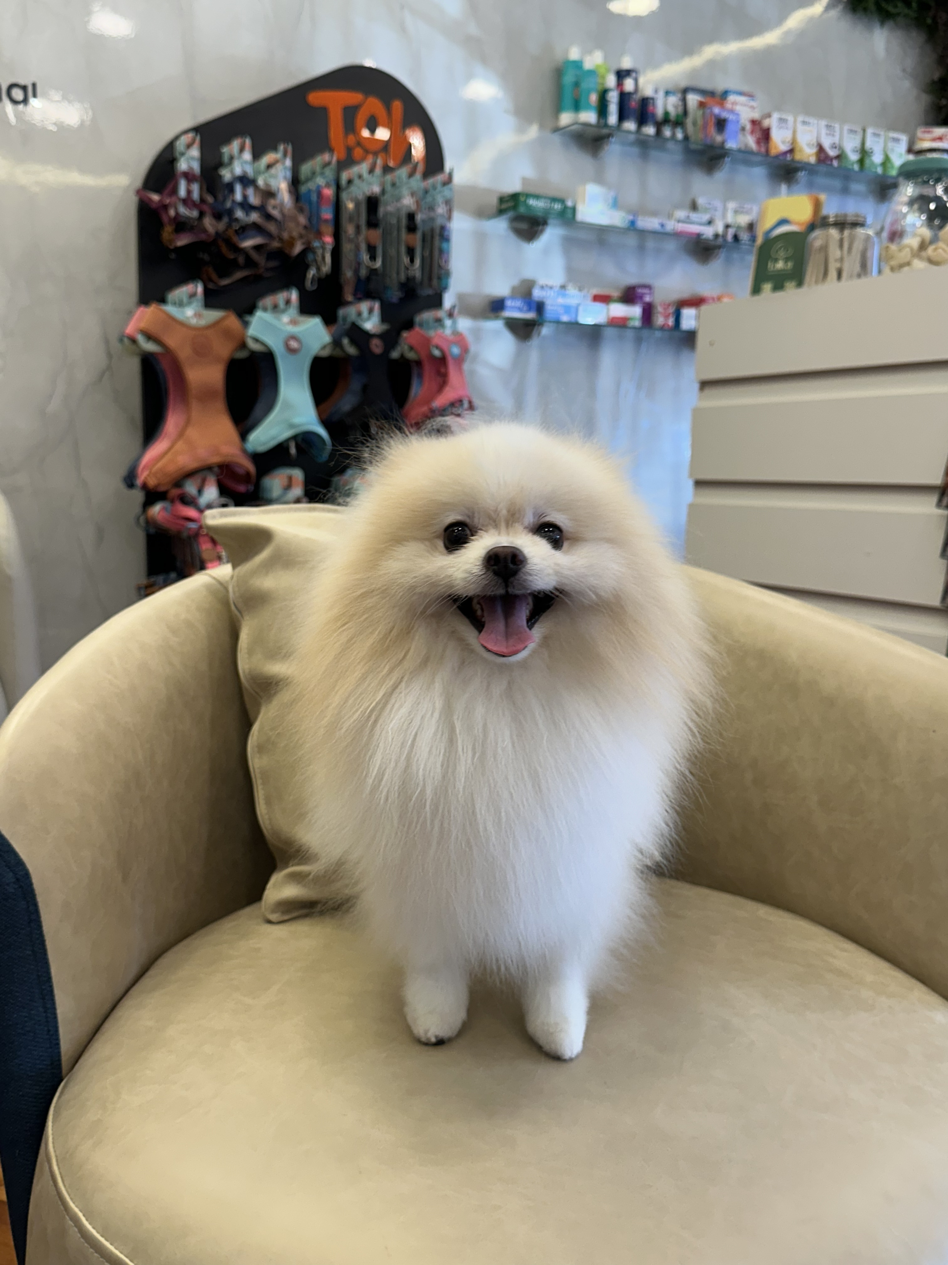 Pet 6