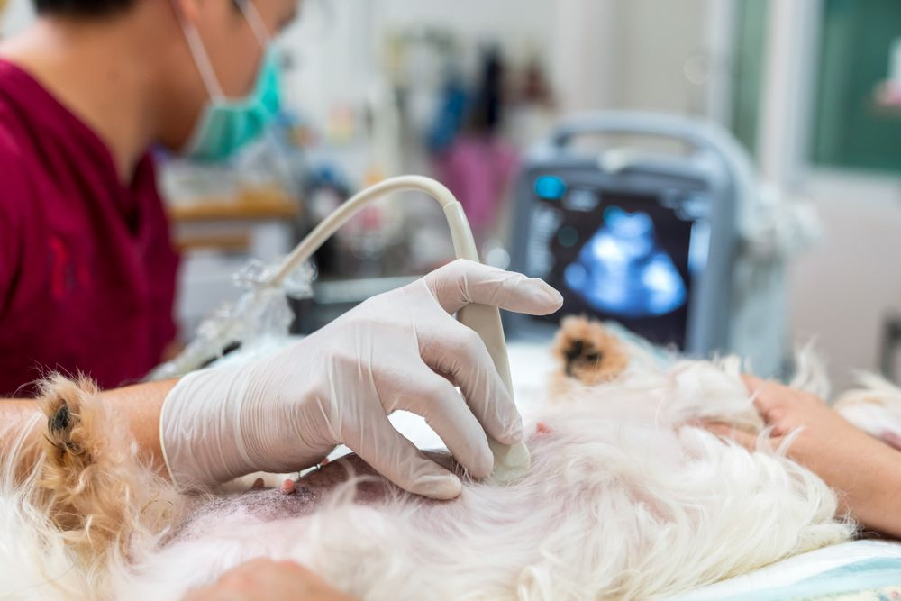 Cardiologia