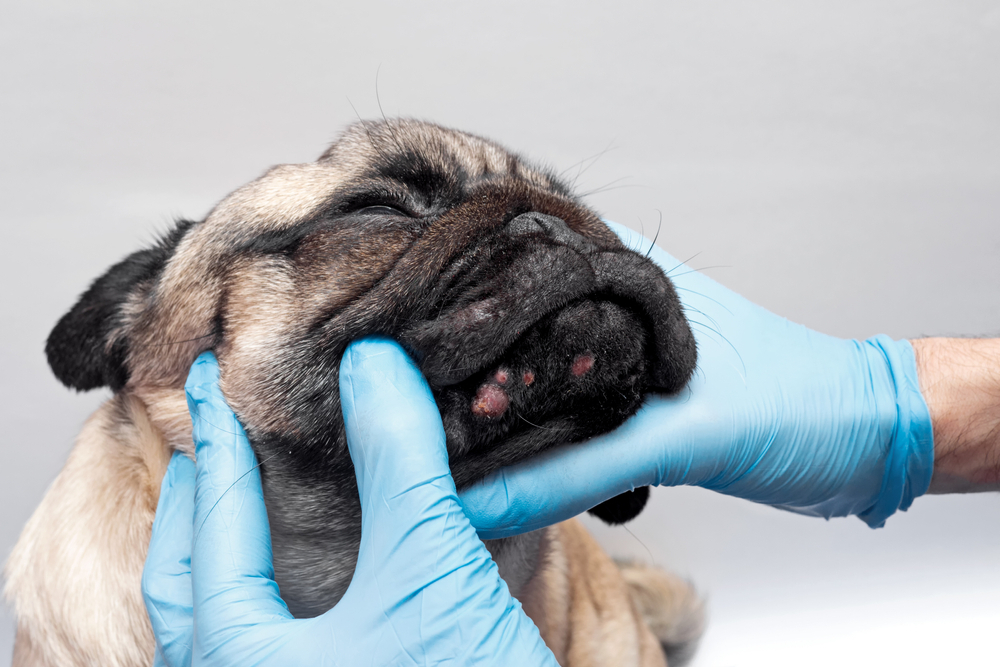 Dermatologia