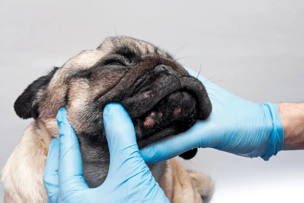 Dermatologia